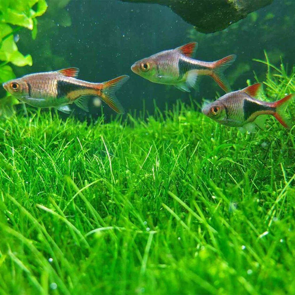 Dwarf Hairgrass - Image 2