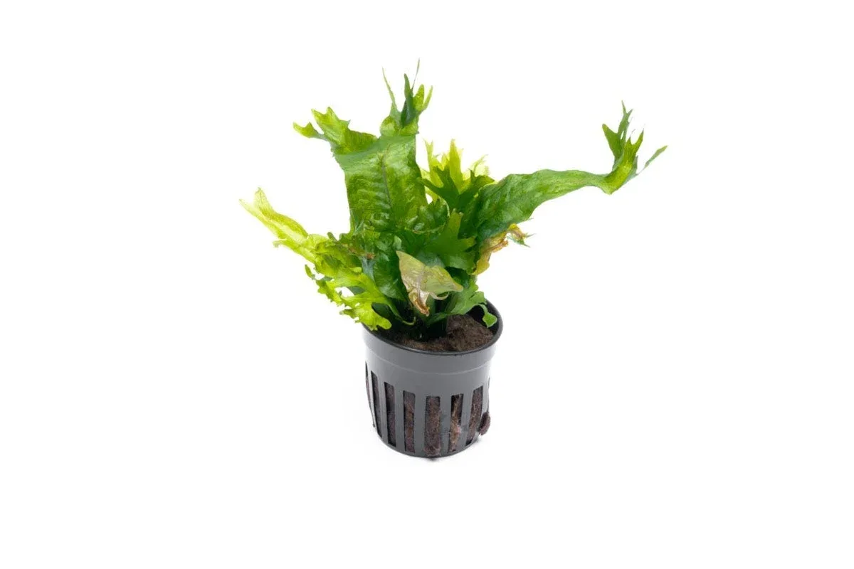 Java Fern Coral