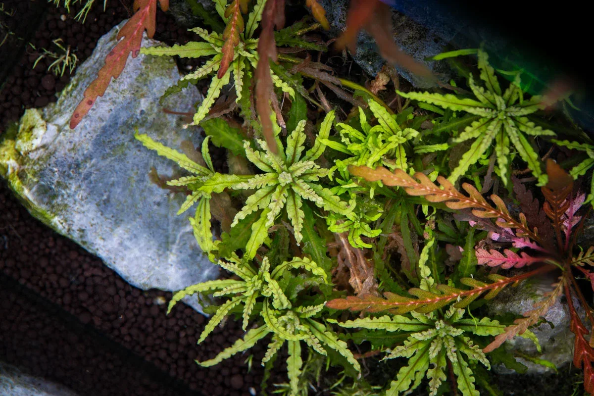 Pogostemon Helferi 'Downoi' - Image 2