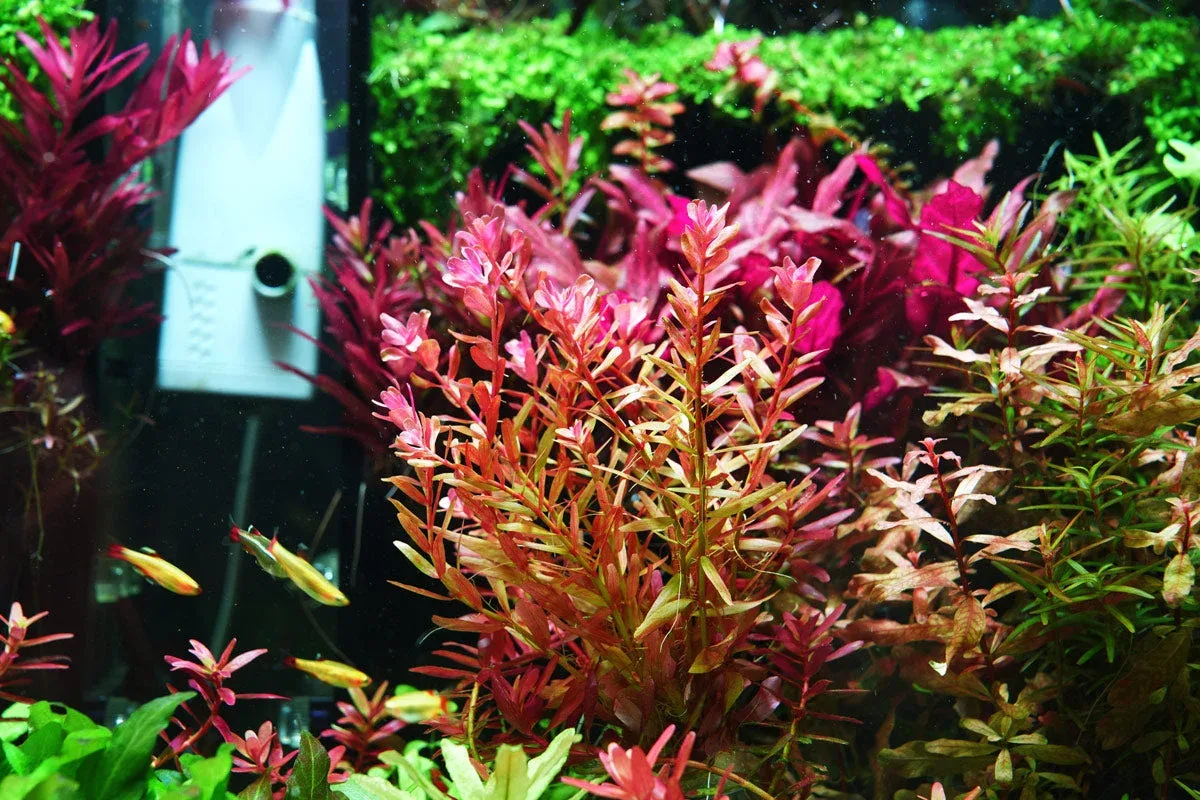 Rotala Manipurensis - Image 2