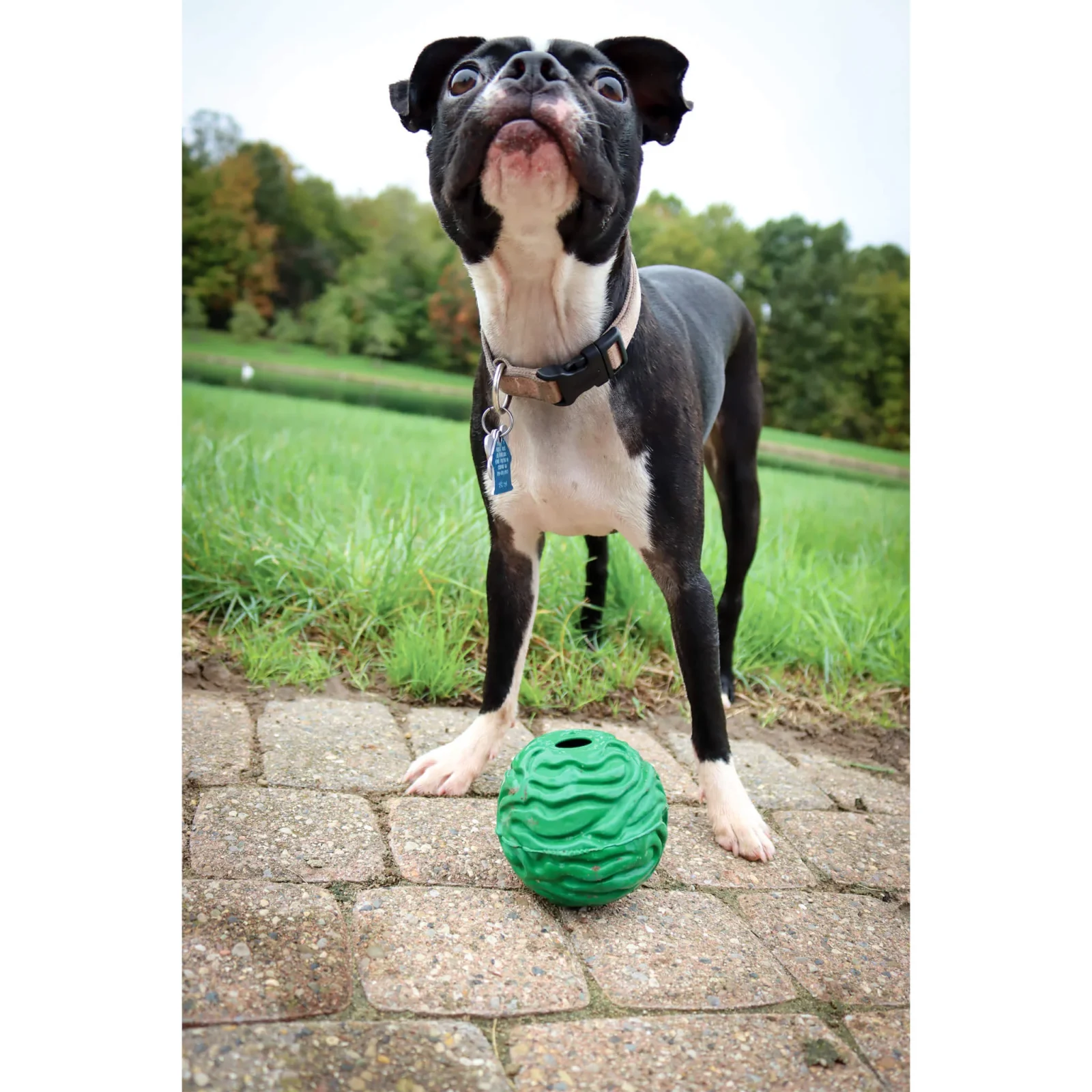 PetKORE Luna Puppy Ball Rubber Dog Toy - Image 2