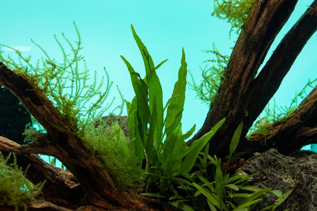 Java Fern Narrow - Image 2