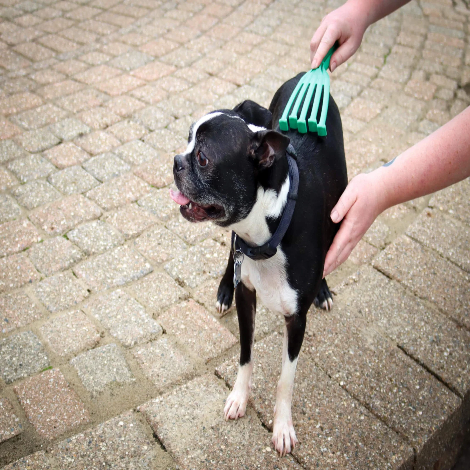 PetKORE GroomRaker Deshedding Tool for Dogs - Image 2