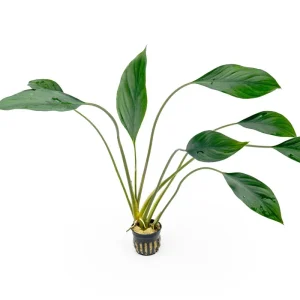 Aglaonema Simplex