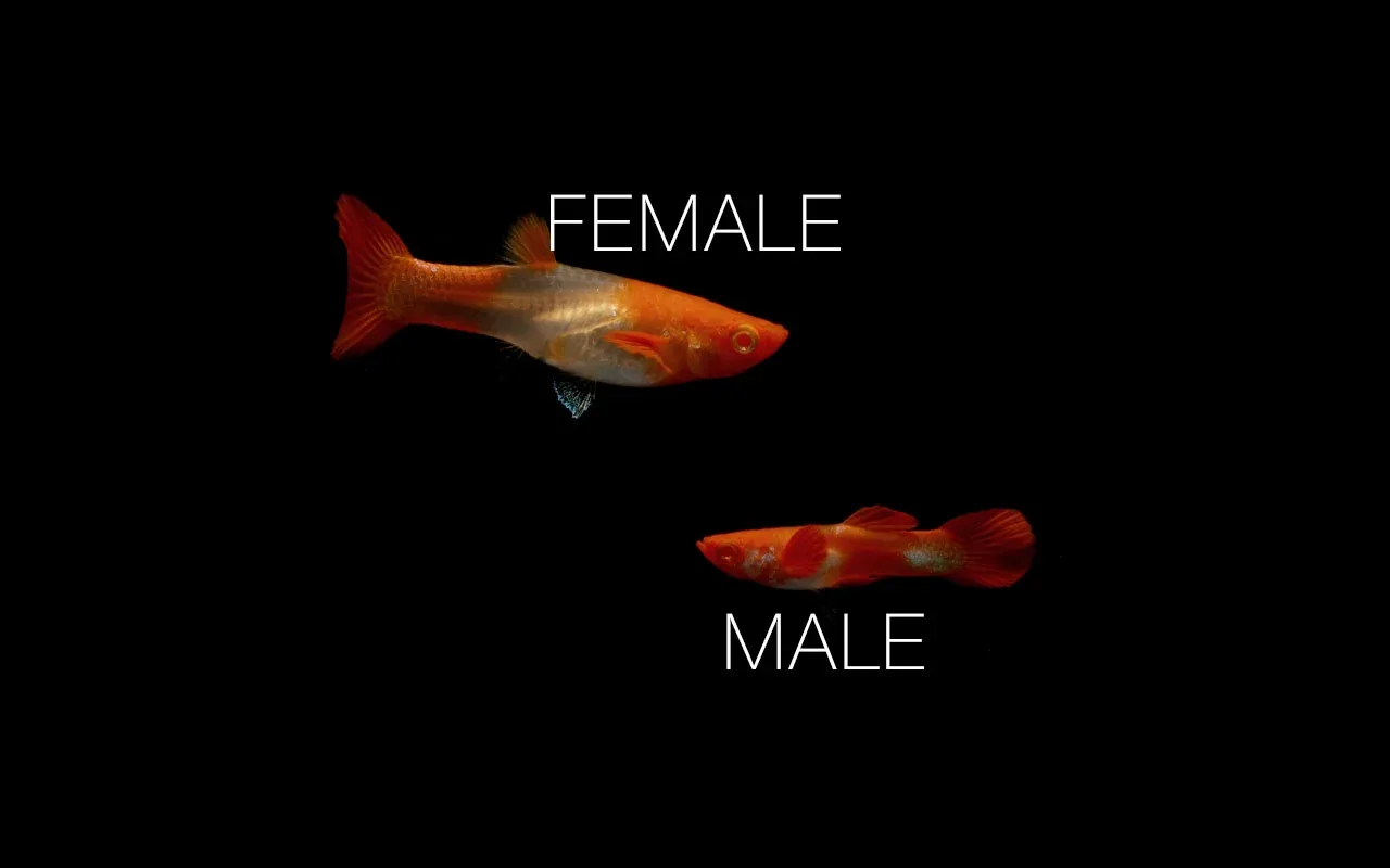 Koi Red Ear Guppies - Breeding Pair - Image 2