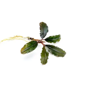 Bucephalandra Alamanda