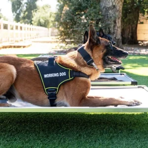 K9 Pro™ Dog Harness