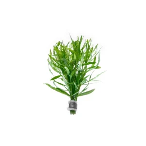 Eusteralis Stellata / Pogostemon Stellatus