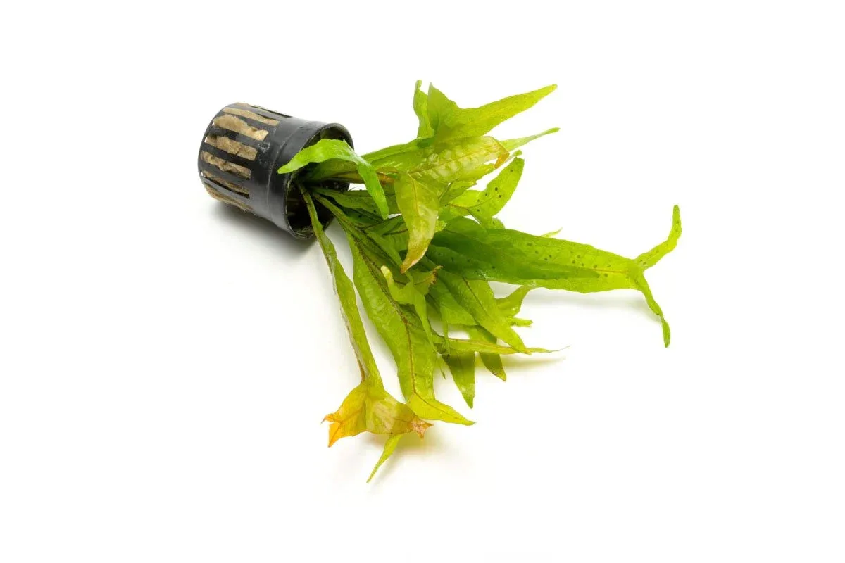 Java Fern Fishtail - Image 2