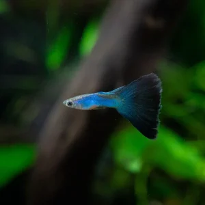 Singa Blue Tail Guppies