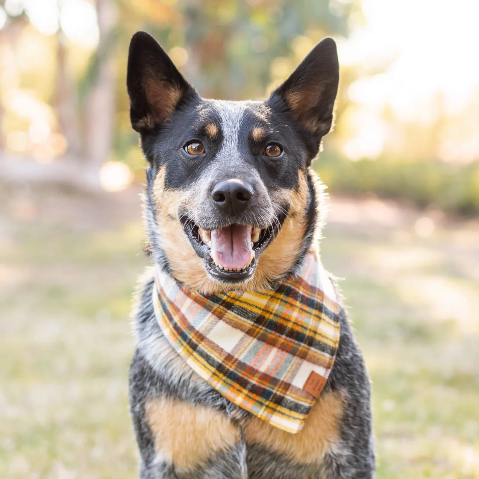 Cornucopia Plaid Flannel Dog Bandana - Image 2