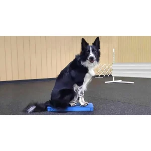 Clean Run Magnetize Your Dog to a Platform for Obedience or Rally Training