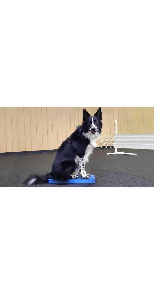 Clean Run Magnetize Your Dog to a Platform for Obedience or Rally Training