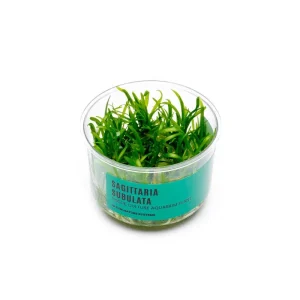Sagittaria Subulata UNS Tissue Culture