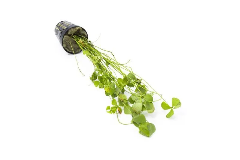Marsilea Hirsuta - Image 2