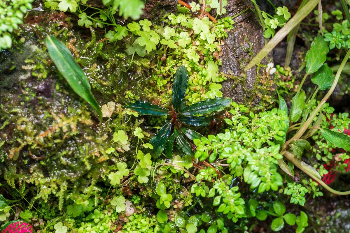 Bucephalandra Dark Velvet - Image 2