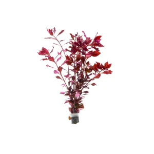 Ludwigia Palustris Super Red