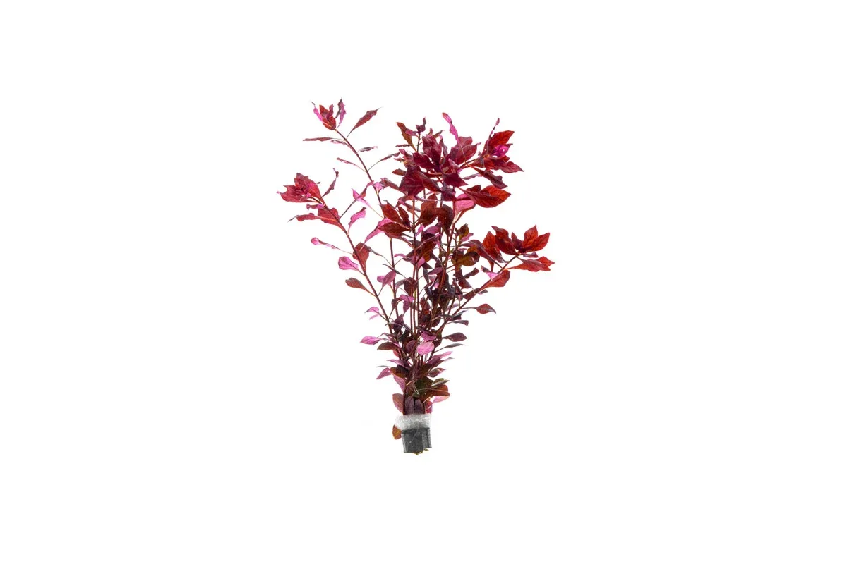 Ludwigia Palustris Super Red
