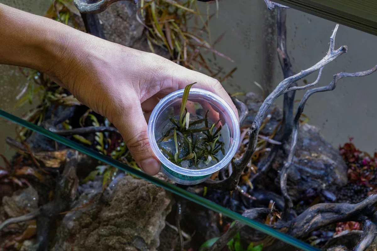 Cryptocoryne Spiralis 'Nari' UNS Tissue Culture - Image 2