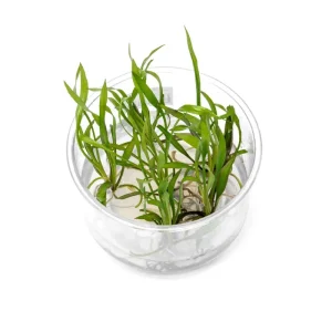 Cryptocoryne Spiralis 'Jwala' UNS Tissue Culture