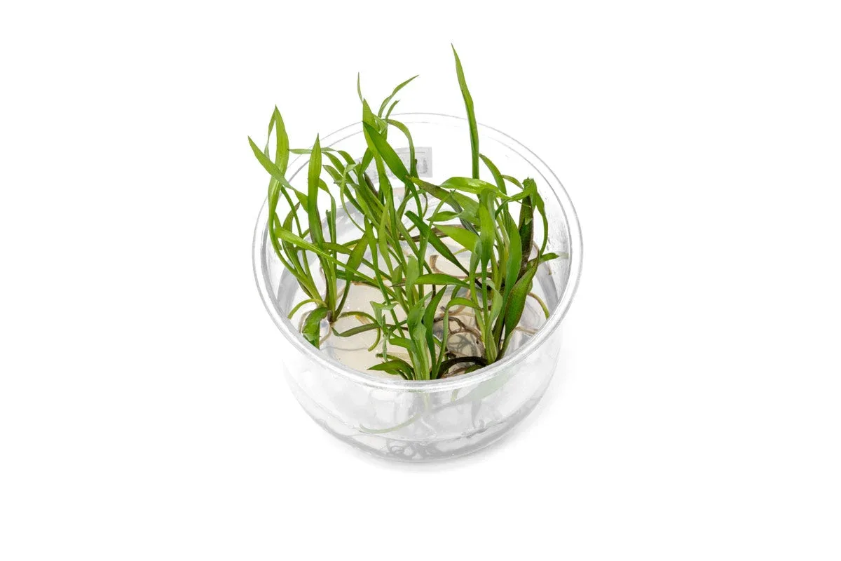 Cryptocoryne Spiralis 'Jwala' UNS Tissue Culture