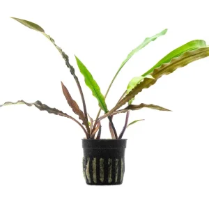 Cryptocoryne Spiralis Tiger