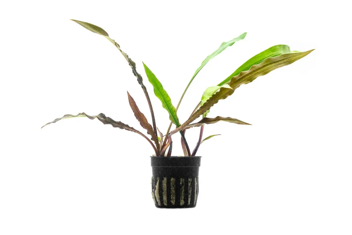 Cryptocoryne Spiralis Tiger