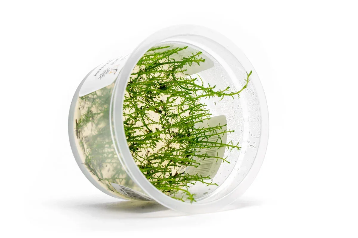 Myriophyllum Ussuriense Aquatic Farmer Tissue Culture - Image 2