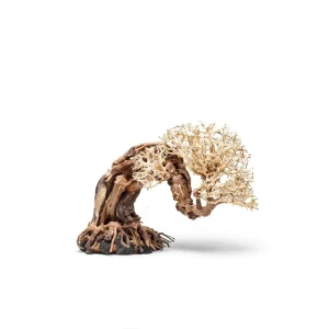 UNS Bonsai 013