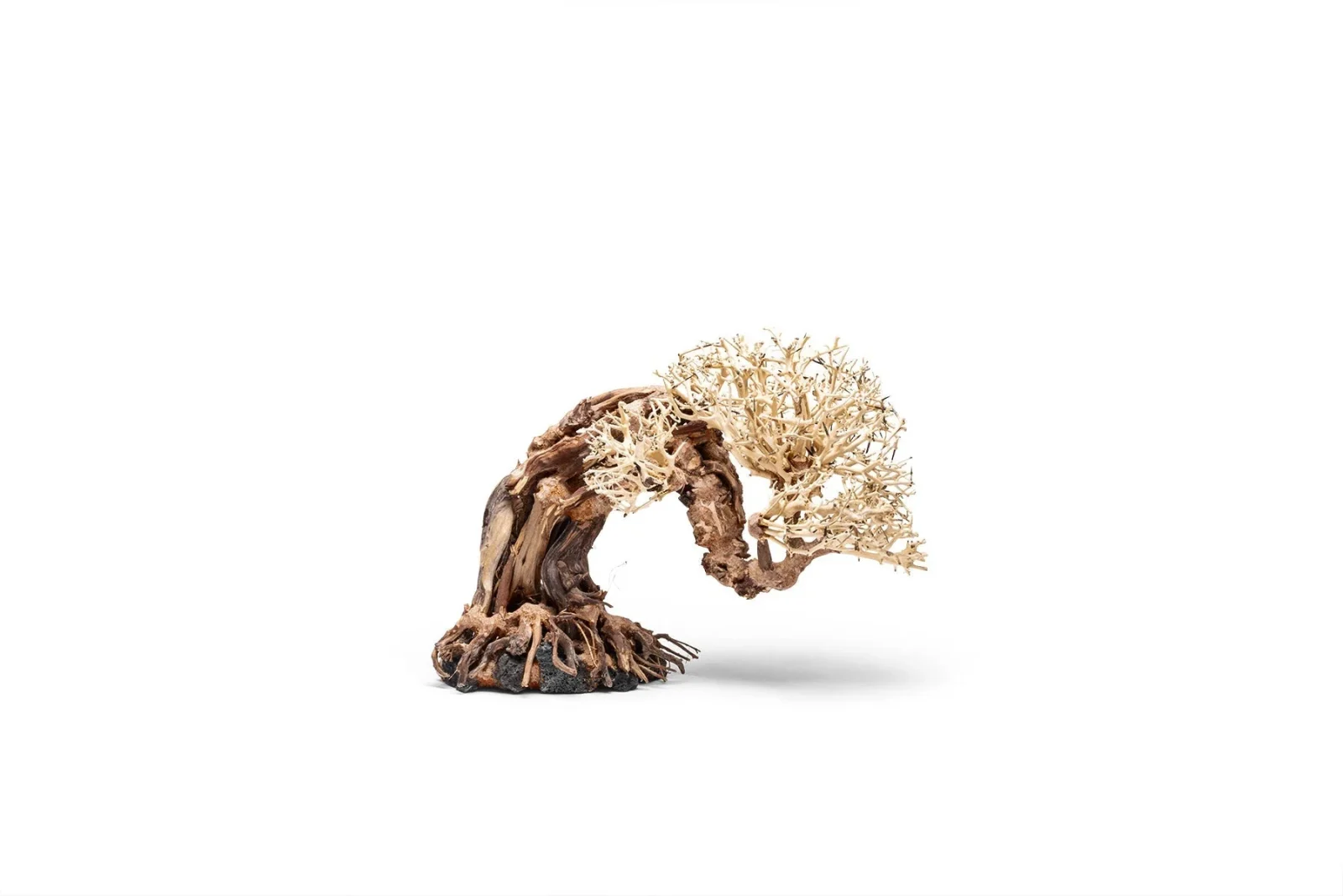 UNS Bonsai 013