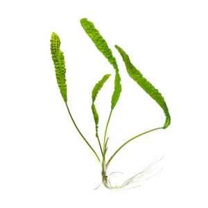 Cryptocoryne Aponogetifolia