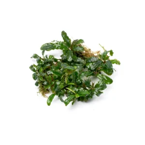 Bucephalandra Aurora