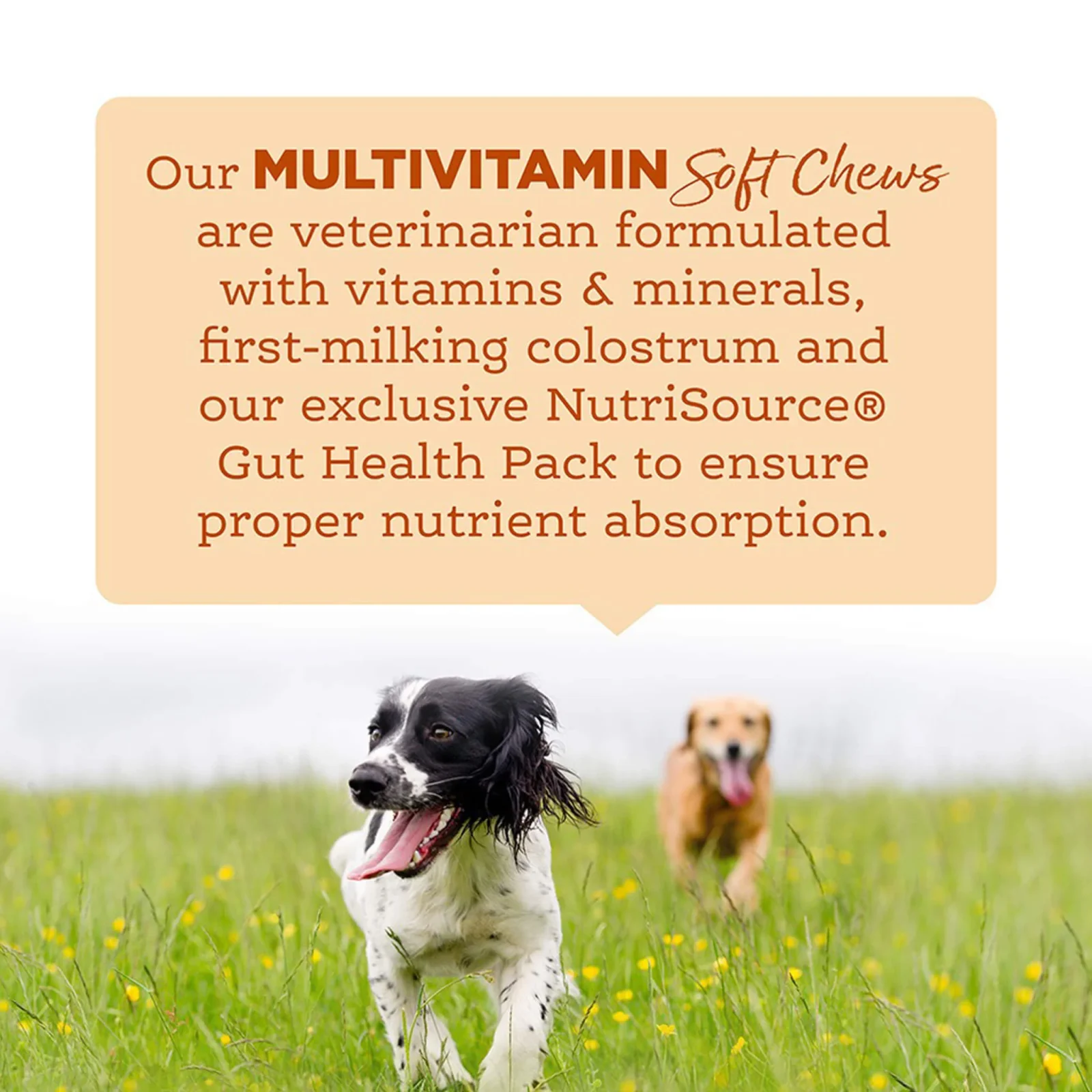 NutriSource Amplifull Multivitamin Soft Chews for Dogs - Image 2