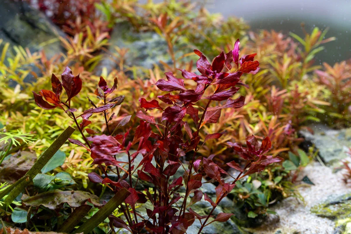 Ludwigia Palustris Super Red - Image 2