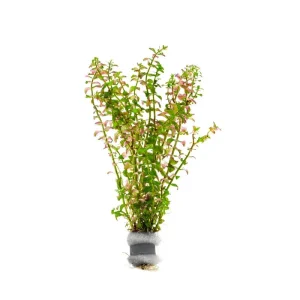 Rotala Sp. Pearl