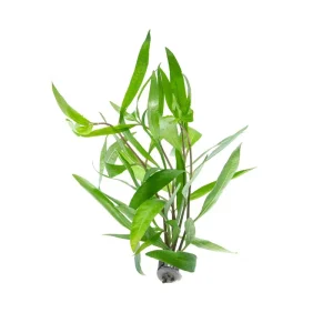 Hygrophila Angustifolia Rubra