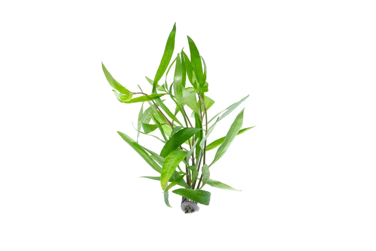 Hygrophila Angustifolia Rubra