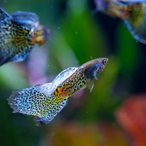 Metal Snakeskin Blue Grass Guppies