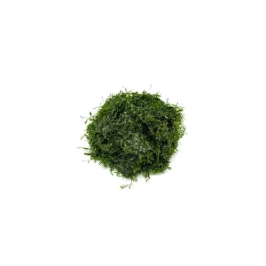 Fissidens Fontanus