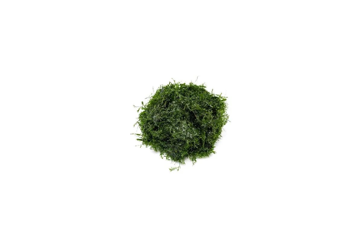 Fissidens Fontanus