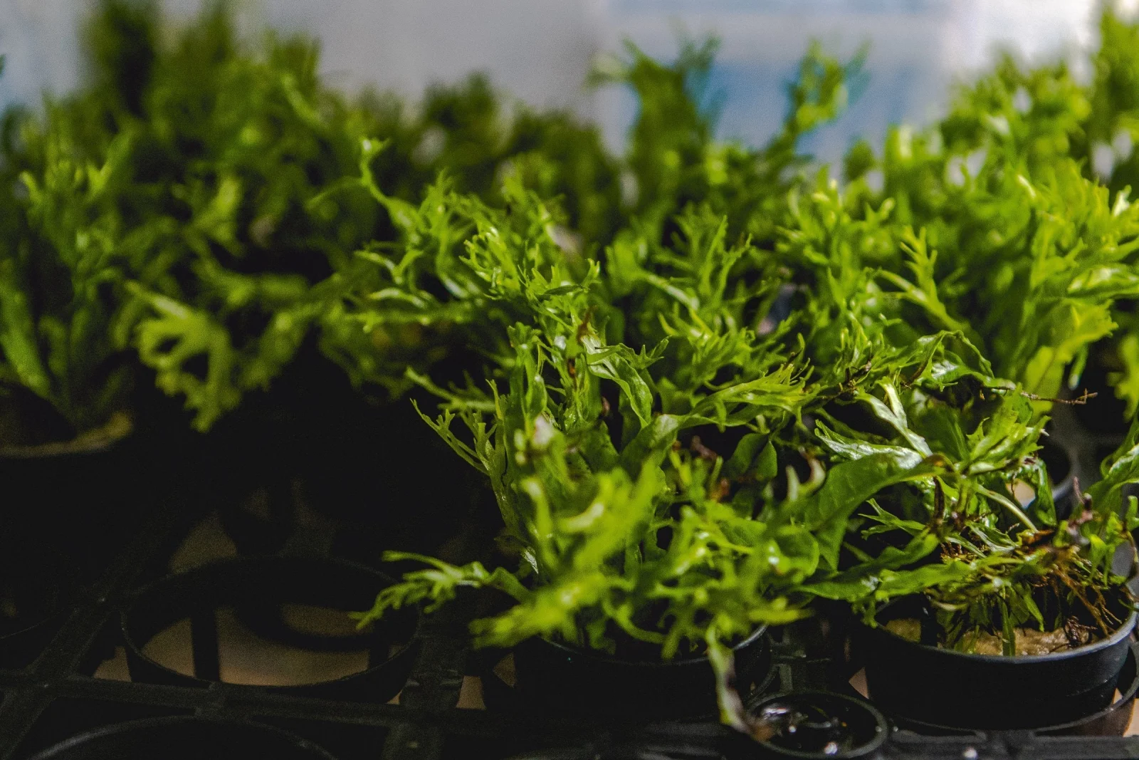 Java Fern 'Windelov' - Image 2
