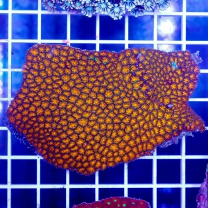Orange Eye Leptastrea Coral 3.25" WYSIWYG