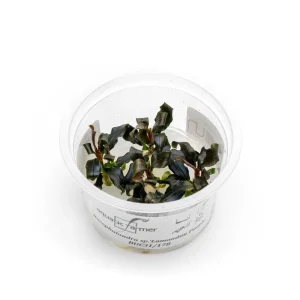 Bucephalandra Lamandau Purple Aquatic Farmer Tissue Culture