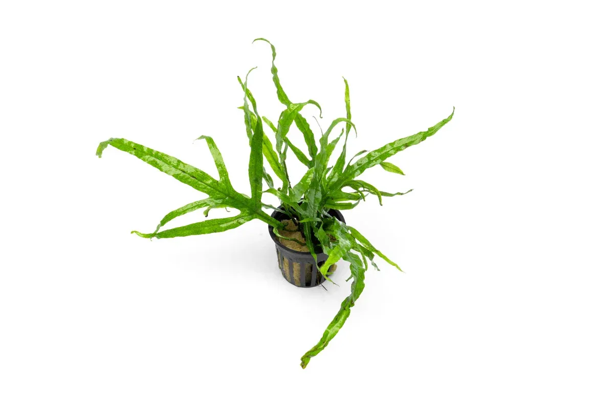 Java Fern Trident