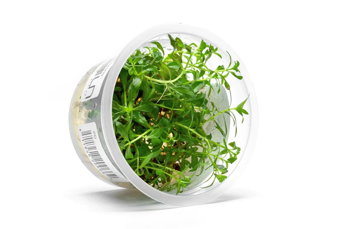 Ludwigia Crystal Aquatic Farmer Tissue Culture - Image 2