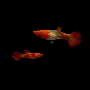 Koi Red Ear Guppies - Breeding Pair