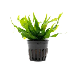 Java Fern Petite