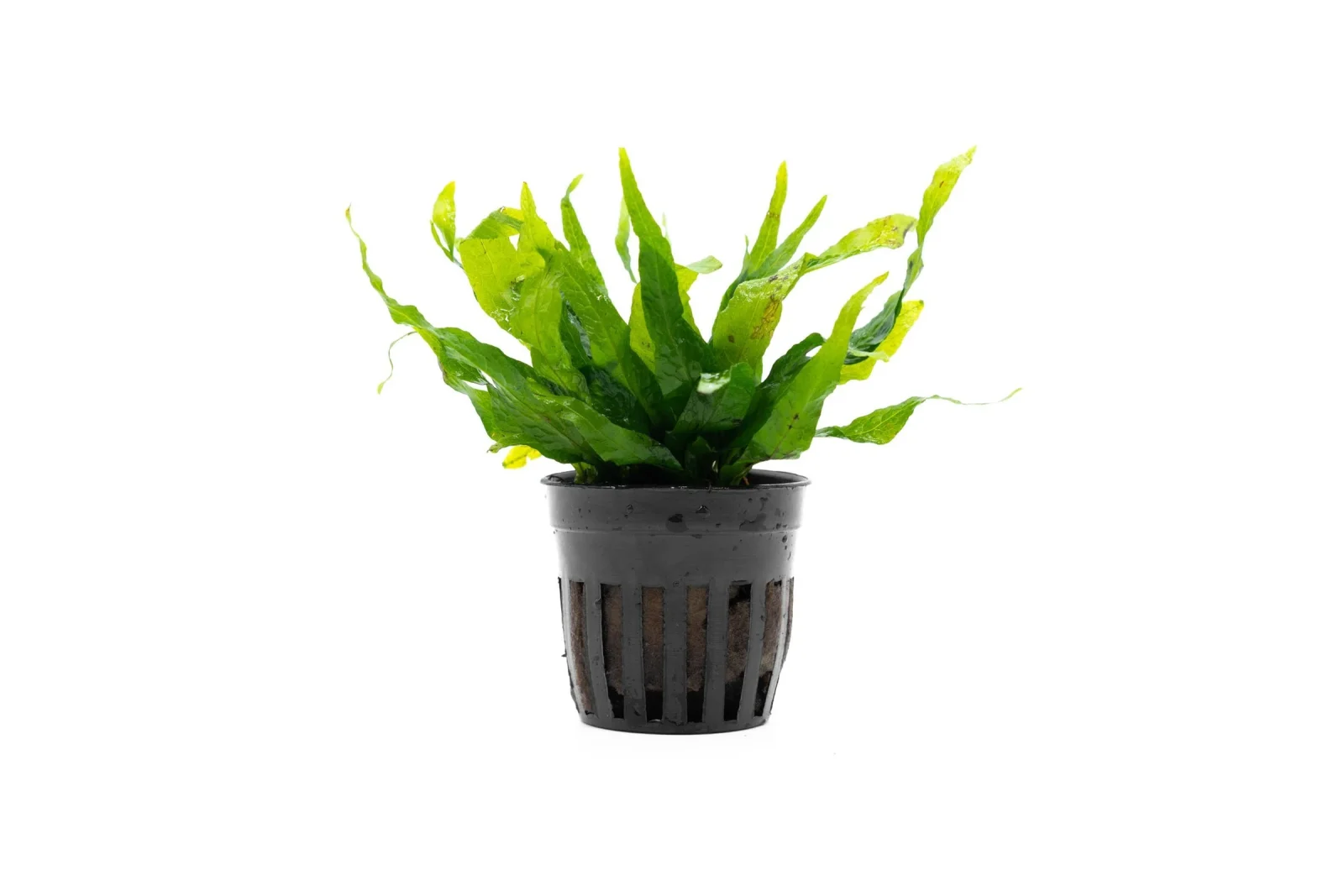Java Fern Petite
