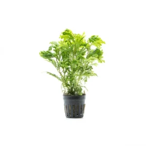 Selaginella Wallichi