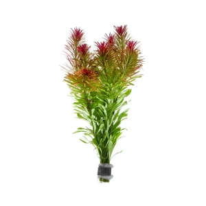 Ludwigia Inclinata var. Verticillata ‘Meta’